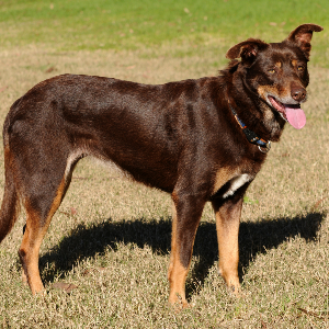 Australian Kelpie - carousel