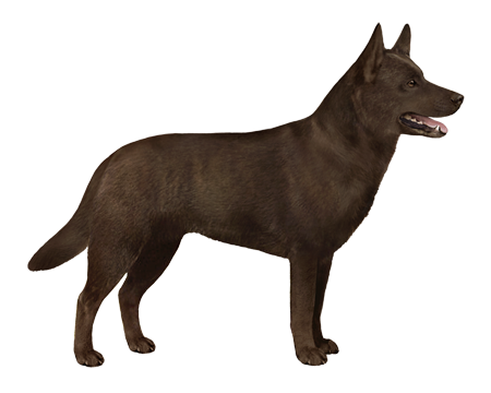 Australian Kelpie