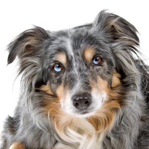 Australian Shepherd - carousel