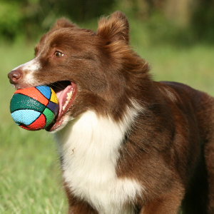 Australian Shepherd - carousel