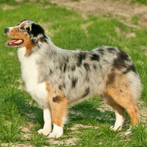 Australian Shepherd - carousel