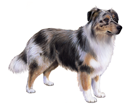 Australian Shepherd