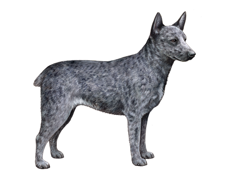 Australian Stumpy Tail Cattle Dog