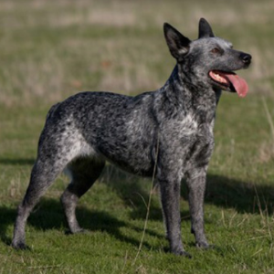 Australian Stumpy Tail Cattle Dog1