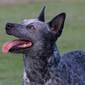 Australian Stumpy Tail Cattle Dog2