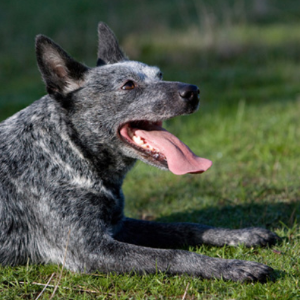 Australian Stumpy Tail Cattle Dog3