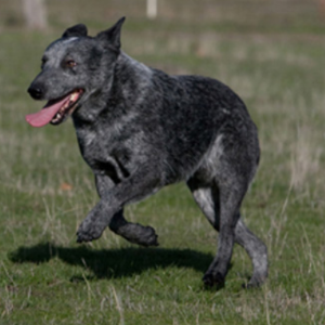 Australian Stumpy Tail Cattle Dog4