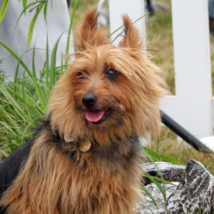 Australian Terrier - carousel