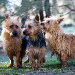 Australian Terrier - carousel