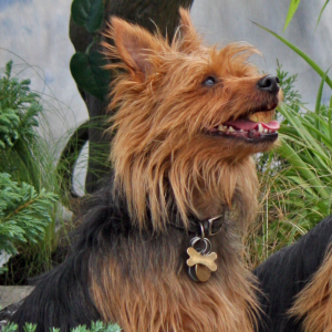 Australian Terrier - carousel