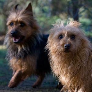 Australian Terrier - carousel