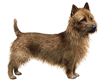 Australian Terrier