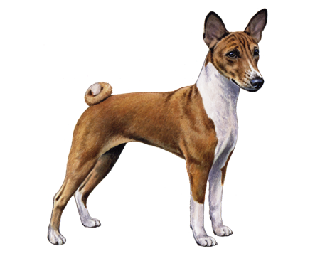 Basenji