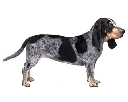 Basset Bleu de Gascogne