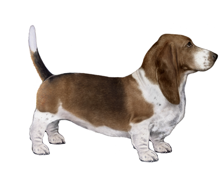 Basset Hound