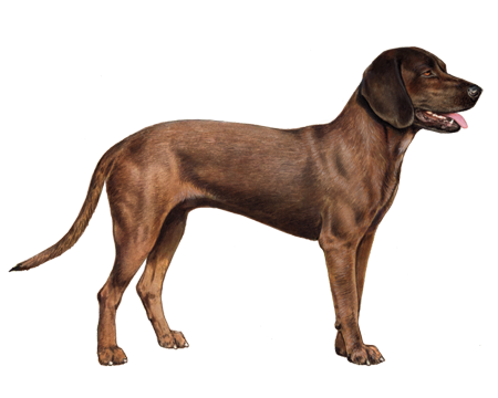 Bavarian Mountain Hound