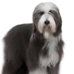 Bearded Collie - carousel