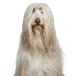 Bearded Collie - carousel