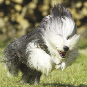 Bearded Collie - carousel