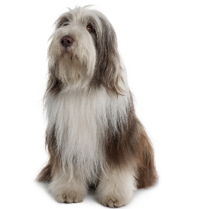 Bearded Collie - carousel