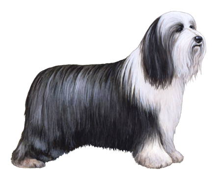 Bearded Collie