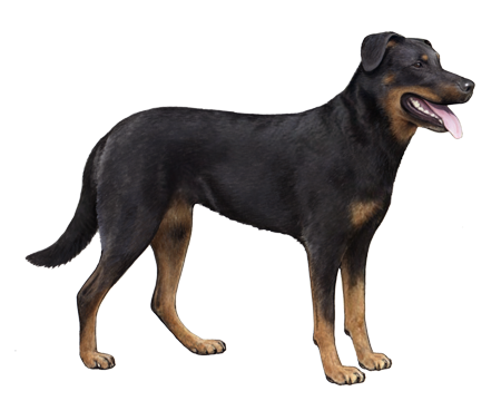 Beauceron