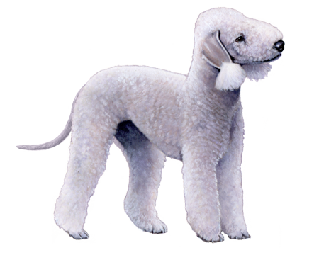 Bedlington Terrier