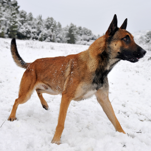 Belgian Malinois - carousel