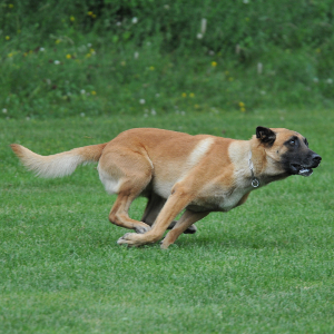 Belgian Malinois - carousel