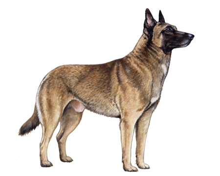 Belgian Malinois