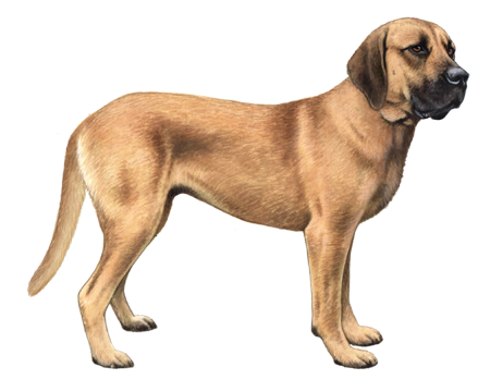 Belgian Mastiff