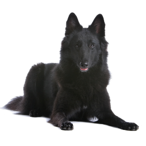 Belgian Sheepdog - carousel