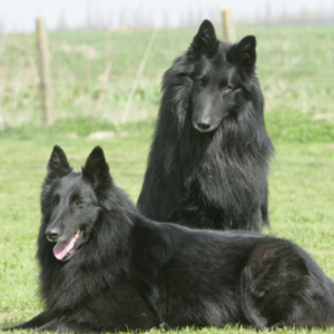 Belgian Sheepdog - carousel