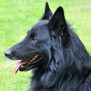 Belgian Sheepdog - carousel