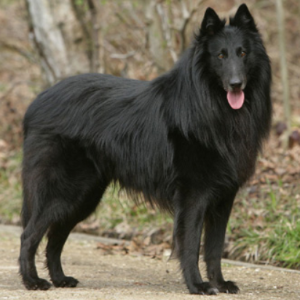 Belgian Sheepdog - carousel