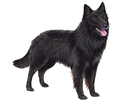 Belgian Sheepdog