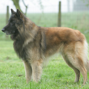 Belgian Tervuren - carousel