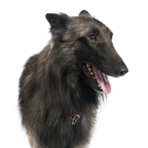 Belgian Tervuren - carousel