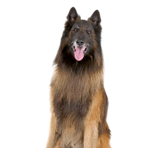 Belgian Tervuren - carousel