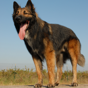 Belgian Tervuren - carousel