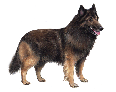 Belgian Tervuren