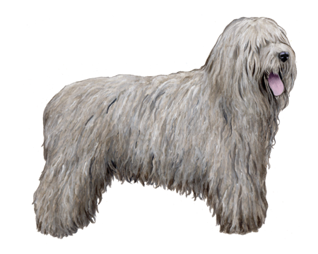 Bergamasco