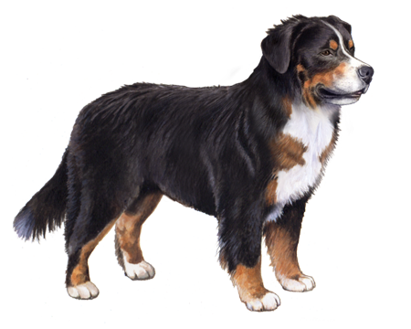 Bernese Mountain Dog