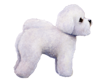 Bichon Frise