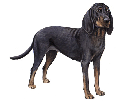 Black and Tan Coonhound