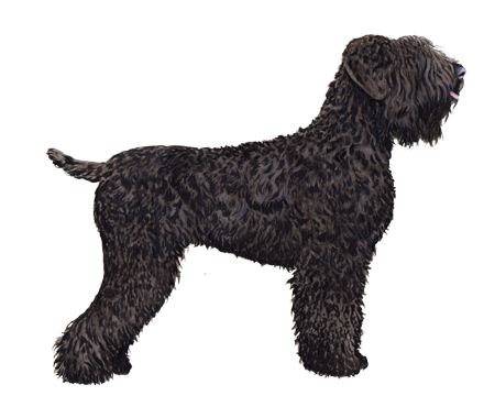 Black Russian Terrier