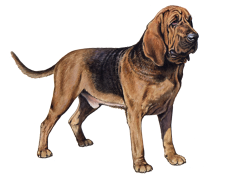 Bloodhound