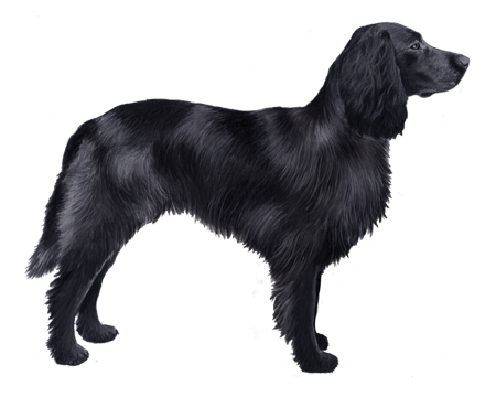 Blue Picardy Spaniel