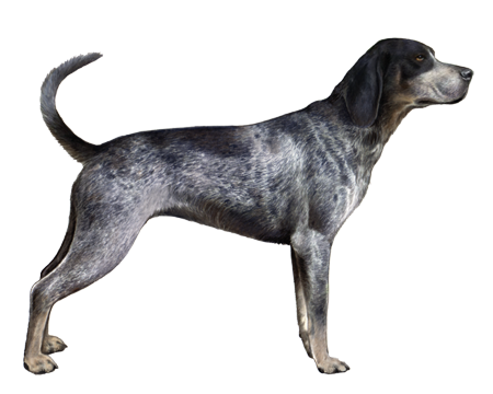 Bluetick Coonhound