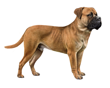 Boerboel